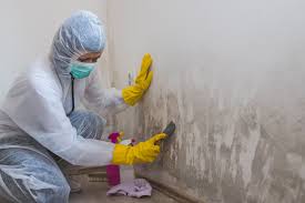 Why You Should Choose Our Mold Remediation Services in Wurtsboro, NY